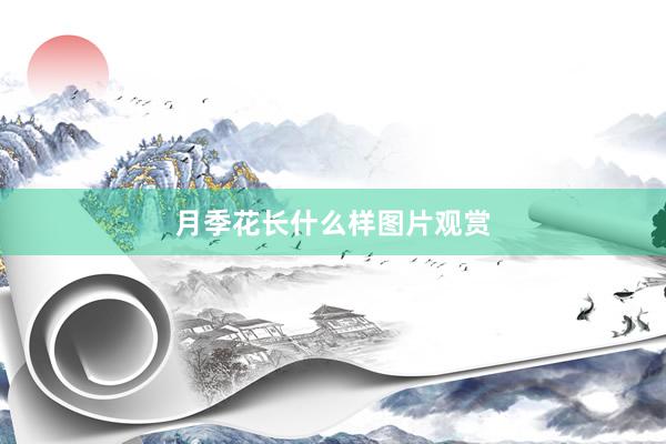 月季花长什么样图片观赏
