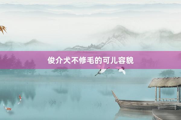 俊介犬不修毛的可儿容貌